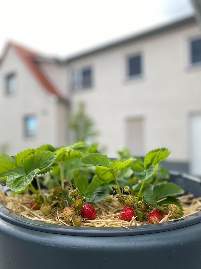 Appartamento Fewo Sulzer Siedlung Erfurt "Haus 6" Esterno foto
